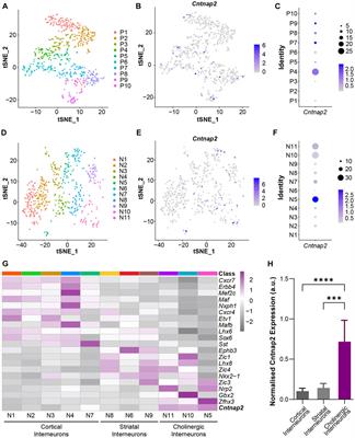 Developmental deficits of MGE-derived interneurons in the Cntnap2 knockout mouse model of autism spectrum disorder